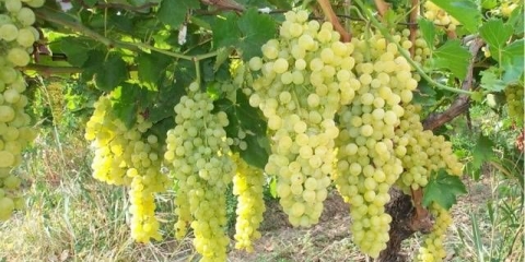 Rusbol poboljšano grožđe: opis sorte, fotografije, recenzije