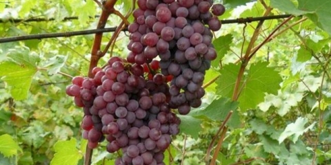 Grožđe rusko rano