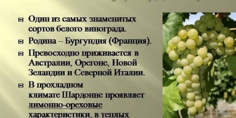 Chardonnay grožđe: opis i karakteristike sorte