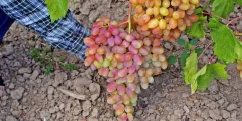 Julian grožđe: detaljan opis, fotografije, recenzije