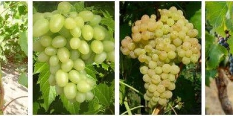 Grožđe: sorte po abecednom redu sa fotografijom