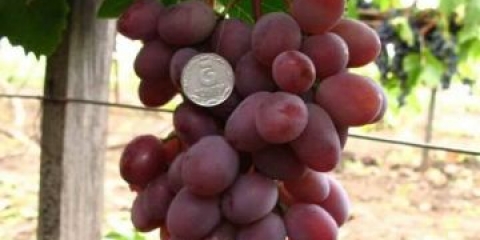 Victoria grožđe