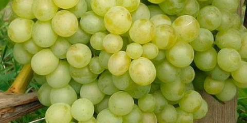 Grožđe užitak muškatni oraščić, crno, crveno, bijelo: opis + fotografija