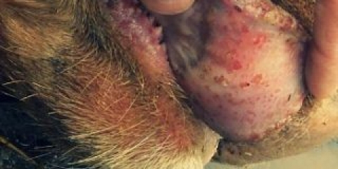 Virusna dijareja kod teladi i krava