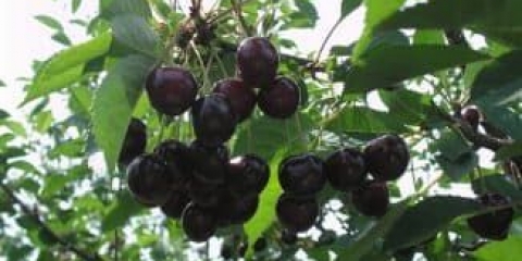 Drvo trešnje je bobica ili voće na kojem raste grm trešnje