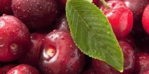 Trešnja - 12 sorti za centralnu rusiju, samooplodna, karakterizirana zimskom otpornošću