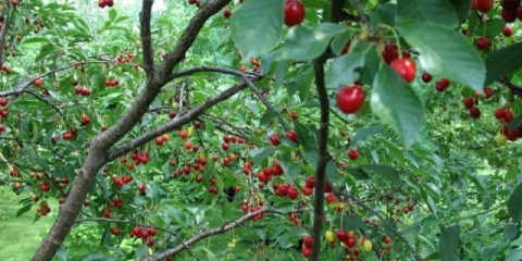 Trešnja apukhtinskaya: opis sorte, fotografije, recenzije vrtlara