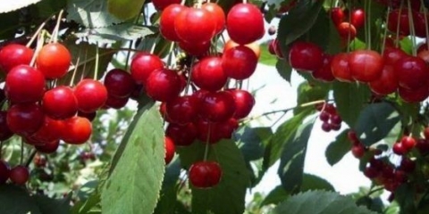 Trešnja bystrinka: opis sorte, fotografije, recenzije vrtlara, oprašivača