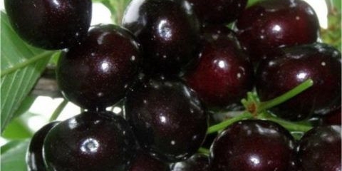 Trešnja (vojvoda, vchg, trešnja) noć: opis sorte, fotografije, recenzije, oprašivači, otpornost na mraz