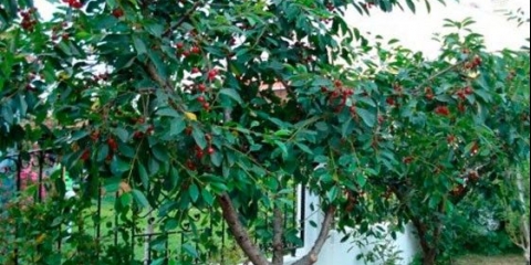 Cherry griot moskva: karakteristike i opis sorte, oprašivači, fotografija u cvatu