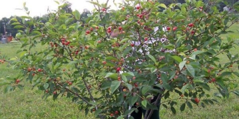 Cherry kharitonovka - karakteristike i opis sorte