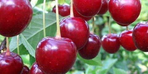 Cherry kharitonovskaya