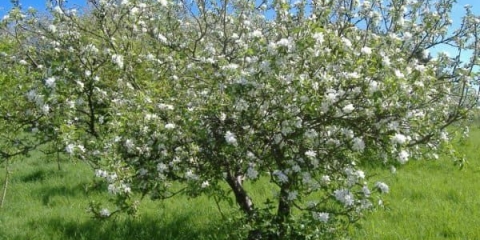 Trešnja stubasta beba, opis sorte baby