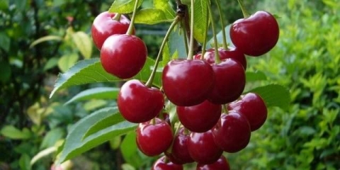 Cherry love