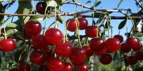 Cherry maksimovskaya