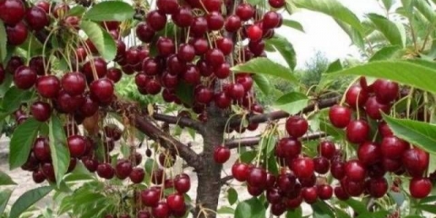 Trešnja turgenjevska (turgenevka)