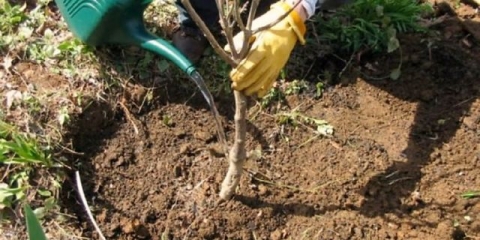 Trešnja vladimirskaya