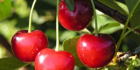 Ljepota trešnje zherdevskaya: opis sorte + recenzije, oprašivači