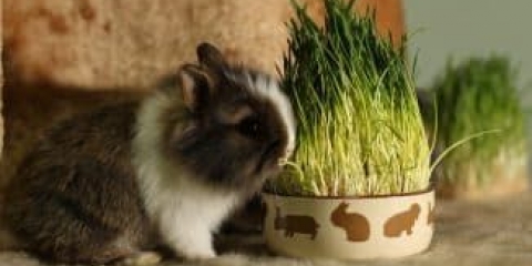 Kunić sa šiljastim ušima - 14 pasmina ukrasnih patuljaka s kratkim ušima