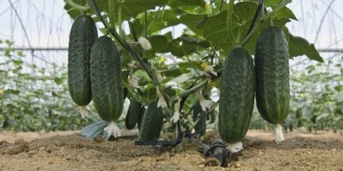 Folijarna prihrana krastavaca tokom plodonošenja