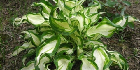 Valovita hosta mediavariegata: fotografija i opis, recenzije