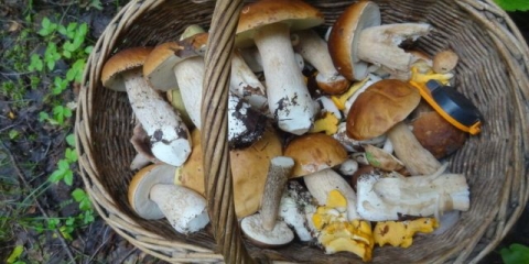 Volnuški i svinje: razlike, fotografije