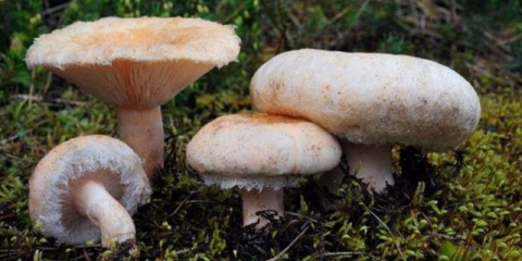 Volnuški za zimu: recepti za kuhanje sa fotografijama, berba kuhanih gljiva