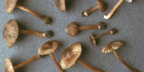 Oštra vlakna: opis i fotografija