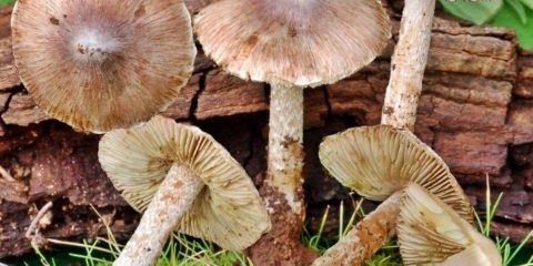 Vlakna slično: opis i fotografija