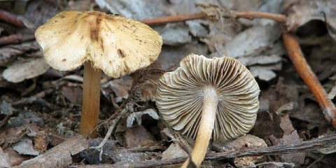 Vlakna vlakna: opis i fotografija