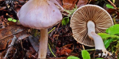 Zemljano vlakno: opis i fotografija