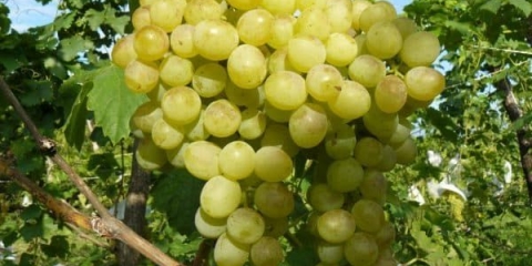 Užitak: crveno, bijelo, crno i roze grožđe - opis