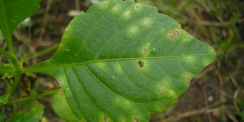 Štetočine i bolesti dalija