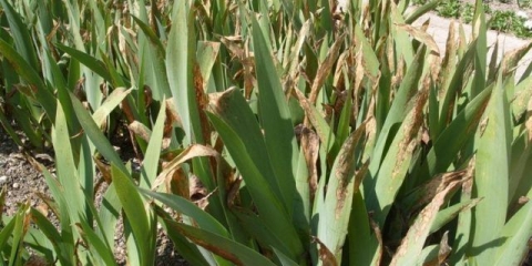 Štetočine i bolesti perunika sa fotografijama i njihovim tretmanom