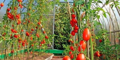 Štetočine i bolesti paradajza u stakleniku