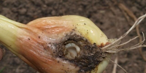 Štetočine luka: fotografija, opis i tretman