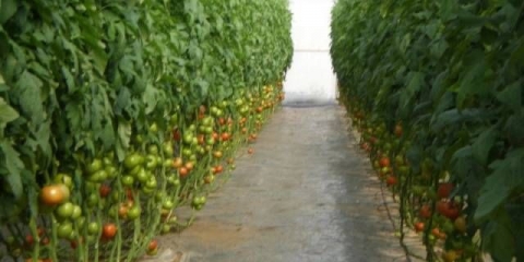 Štetočine paradajza u stakleniku + fotografija