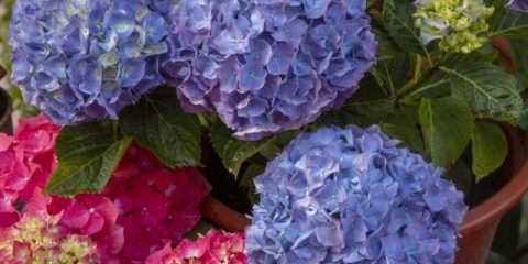 Loš savjet sa interneta: 5 životnih hakova za baštu koji ne rade