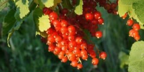 Sve o crvenoj ribizli sorte roland