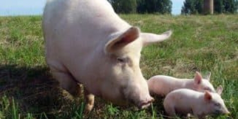 Sve o velikoj bijeloj rasi svinja