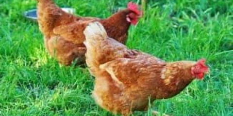 Sve o rodonitu rase pilića