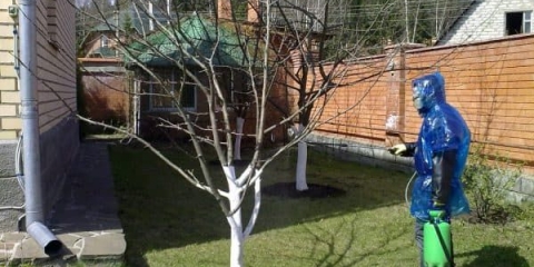 Sve o liječenju trešanja od insekata i bolesti