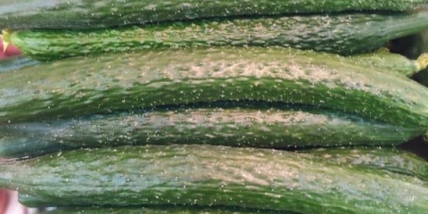 Sve o krastavcima kineska zmija