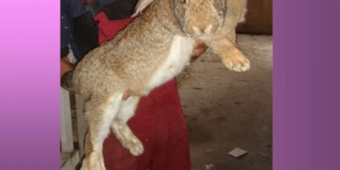 Sve o pasmini zečeva sivi div