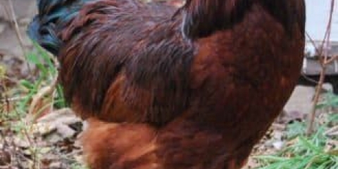 Sve o rasi pilića rhode island