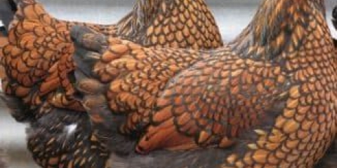 Sve o wyandot rasi pilića