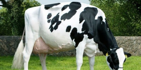 Sve o rasi mliječnih krava - holandski