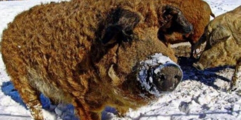 Sve o pasmini svinja karmal