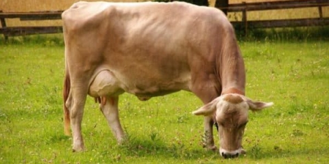 Sve o švajcarskoj rasi krava