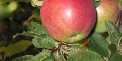 Sve o zimskom lobu stabla jabuke